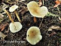 Clitocybe fragrans-amf432
